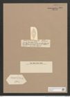 Navicula glacialis Cl. et St. (de-Toni-Nr.: Genus 1, Species 479) Zeichnungen Sammlung Grunow Nr. 986 (NHMW-BOT-W0367498)